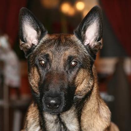 Nala, chien Malinois