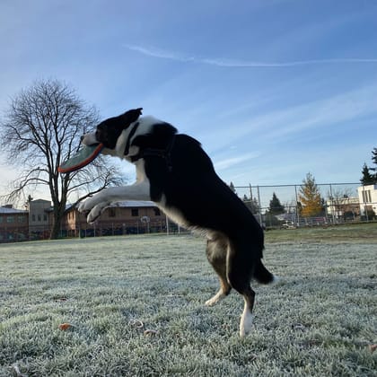 Ruby, chienne Border Collie